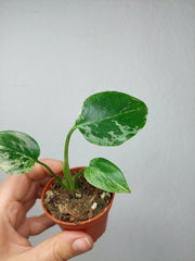 Monstera Bulbasaur (zum aussuchen)