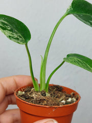 Monstera Bulbasaur (zum aussuchen)