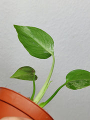 Monstera Bulbasaur (zum aussuchen)