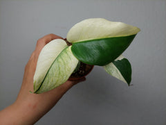Monstera Jungle Mint