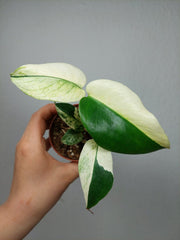 Monstera Jungle Mint