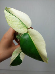 Monstera Jungle Mint