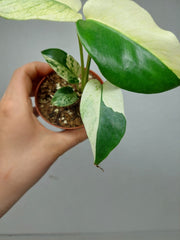 Monstera Jungle Mint