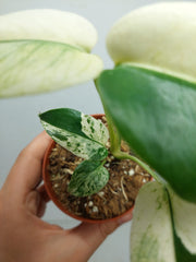 Monstera Jungle Mint