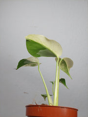 Monstera Jungle Mint
