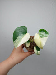Monstera Jungle Mint