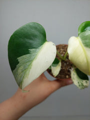 Monstera Jungle Mint