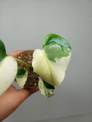Monstera Jungle Mint