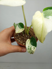 Monstera Jungle Mint