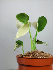 Monstera Jungle Mint