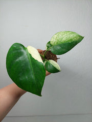 Monstera Jungle Mint