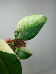 Monstera Jungle Mint