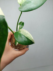 Monstera Jungle Mint