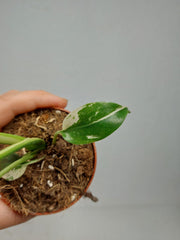 Monstera Jungle Mint
