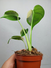 Monstera Jungle Mint