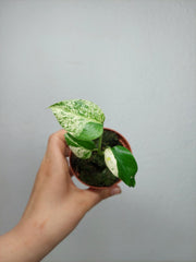 Monstera Jungle Mint
