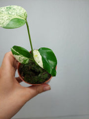 Monstera Jungle Mint