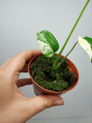 Monstera Jungle Mint