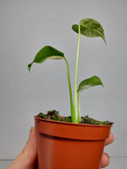 Monstera Jungle Mint