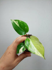 Monstera Jungle Mint