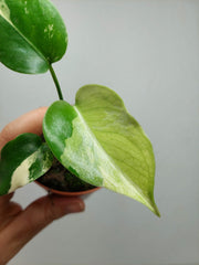 Monstera Jungle Mint