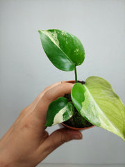 Monstera Jungle Mint