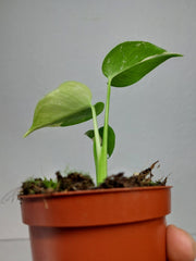 Monstera Jungle Mint