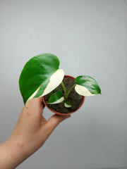 Monstera Jungle Mint