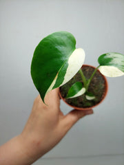 Monstera Jungle Mint