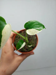 Monstera Jungle Mint