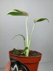 Monstera Jungle Mint