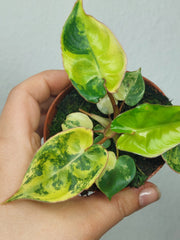 Philodendron Billietiae Variegata