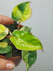 Philodendron Billietiae Variegata (zum aussuchen)