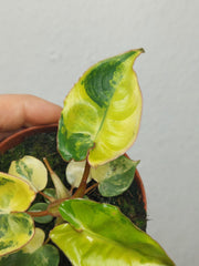 Philodendron Billietiae Variegata (zum aussuchen)