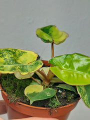 Philodendron Billietiae Variegata (zum aussuchen)