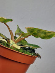 Philodendron Billietiae Variegata (zum aussuchen)