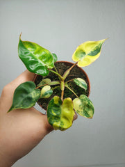 Philodendron Billietiae Variegata (zum aussuchen)
