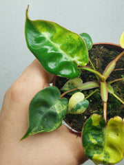 Philodendron Billietiae Variegata (zum aussuchen)