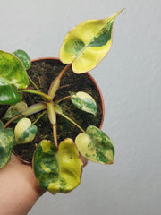 Philodendron Billietiae Variegata (zum aussuchen)