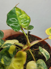 Philodendron Billietiae Variegata (zum aussuchen)