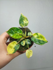 Philodendron Billietiae Variegata (zum aussuchen)