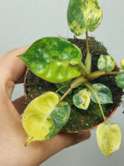 Philodendron Billietiae Variegata (zum aussuchen)