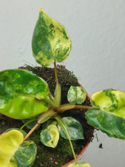 Philodendron Billietiae Variegata (zum aussuchen)