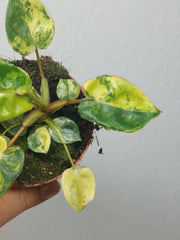 Philodendron Billietiae Variegata (zum aussuchen)