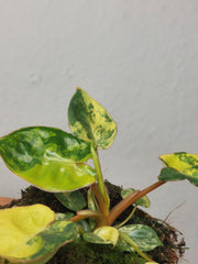 Philodendron Billietiae Variegata (zum aussuchen)
