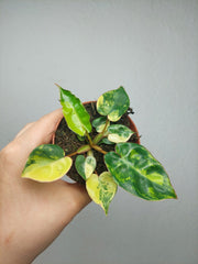 Philodendron Billietiae Variegata (zum aussuchen)
