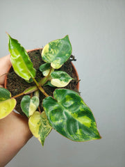 Philodendron Billietiae Variegata (zum aussuchen)