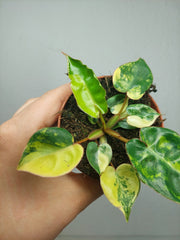 Philodendron Billietiae Variegata (zum aussuchen)