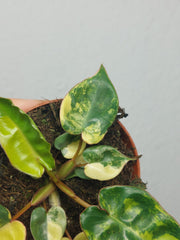 Philodendron Billietiae Variegata (zum aussuchen)