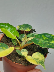 Philodendron Billietiae Variegata (zum aussuchen)